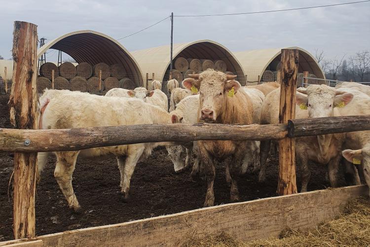 Charolais bocik