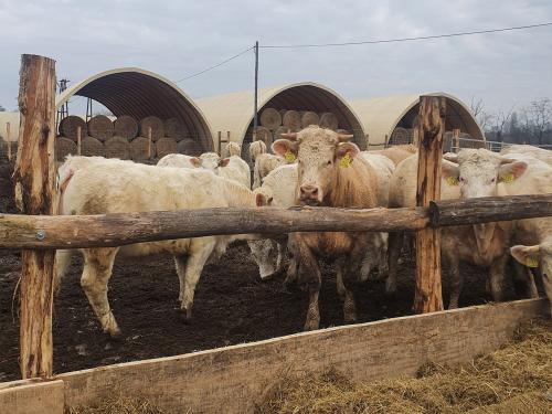 Charolais bocik